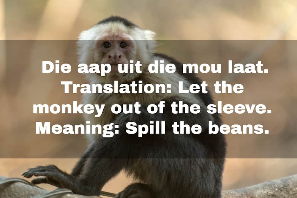 funny Afrikaans sayings funny Afrikaans sayings