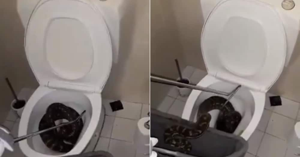 Australian family finds python taking a shower in their bathroom