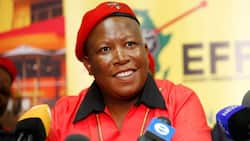 "Maturing like fine wine": Julius Malema trends online after dissing ANC, Mzansi impressed by 'EFF Presser'