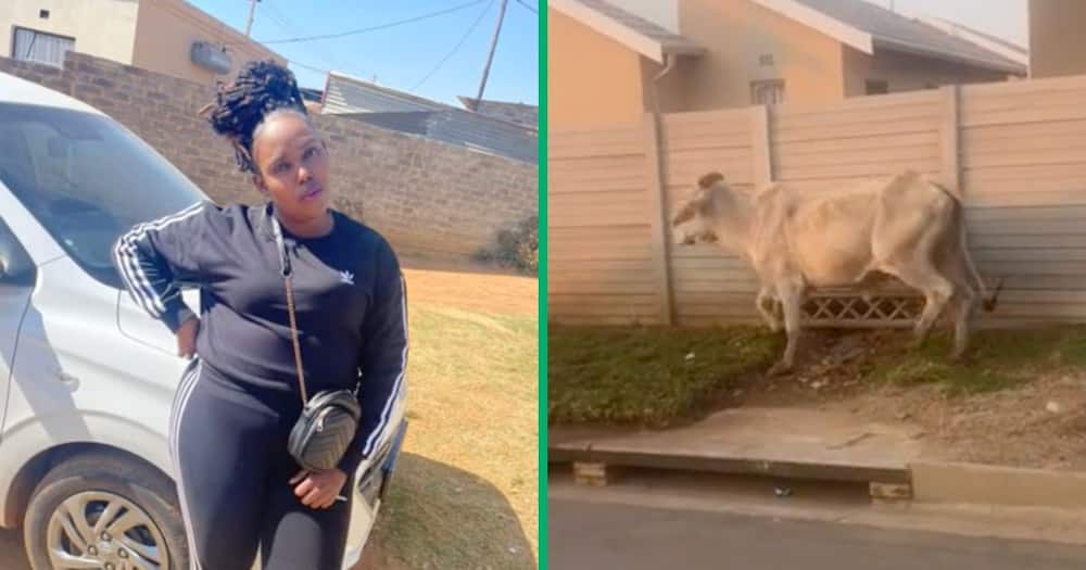 Woman amazed after finding a random cow walking.