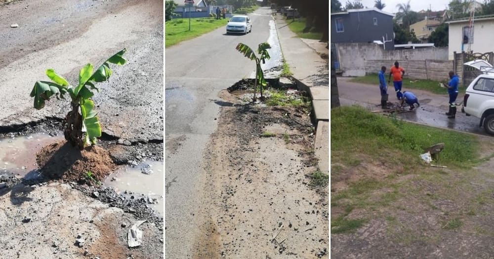 Fed-up man plants trees in potholes, forces municipality to fix them