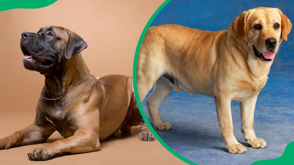 Top most loved dog breeds in South Africa