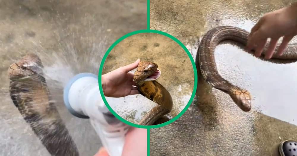 Man baths pet cobra snake in viral TikTok video