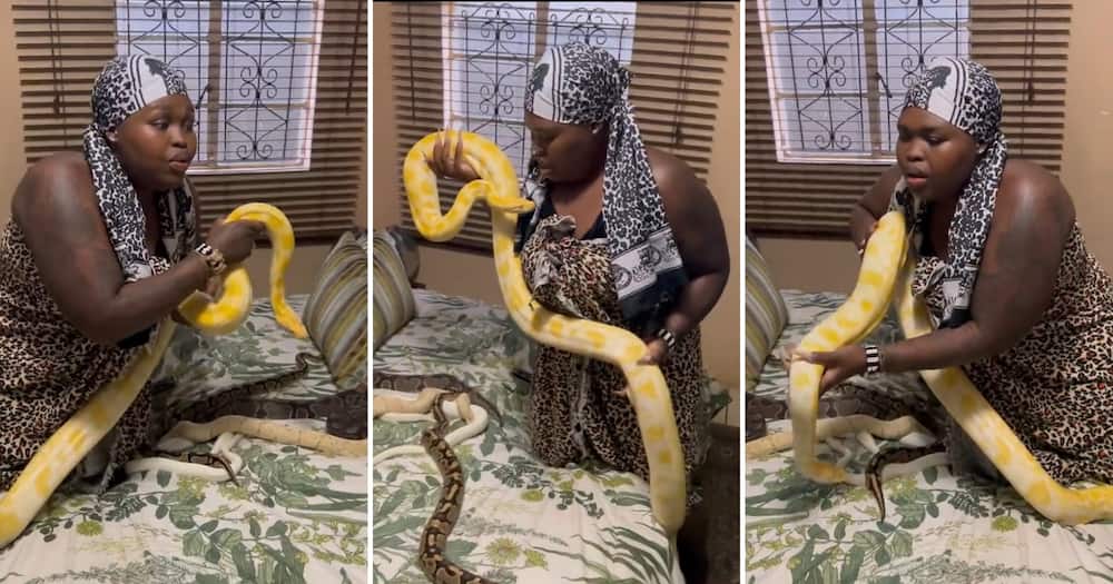 A video of Gogo Maweni with snakes