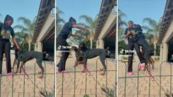 Girl attempts fun dance challenge but Doberman dogs take the spotlight, video receives mixed reactions