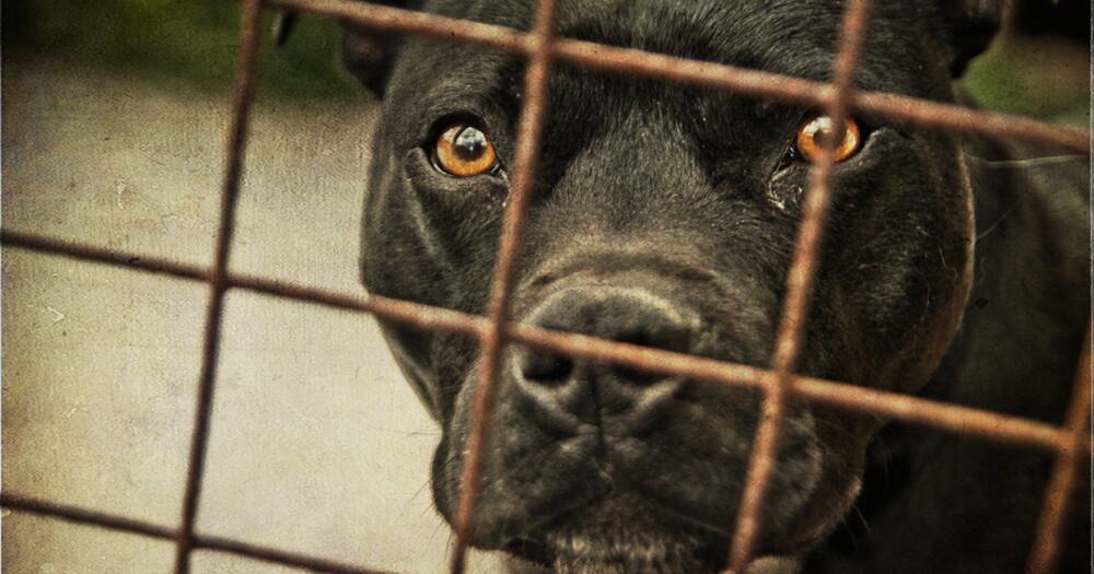 South Africans have called for the ban of pit bulls nationwide.