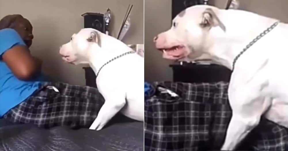 TikTok video of pit bull growling at owner