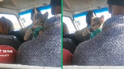 Johannesburg taxi passenger's cat with huge personality leaves SA shook in viral video