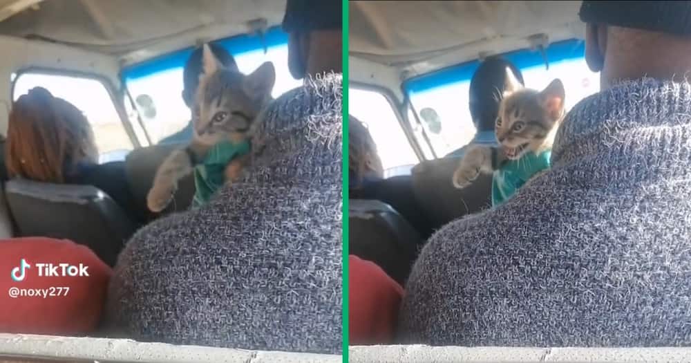 A cat travelled by taxi