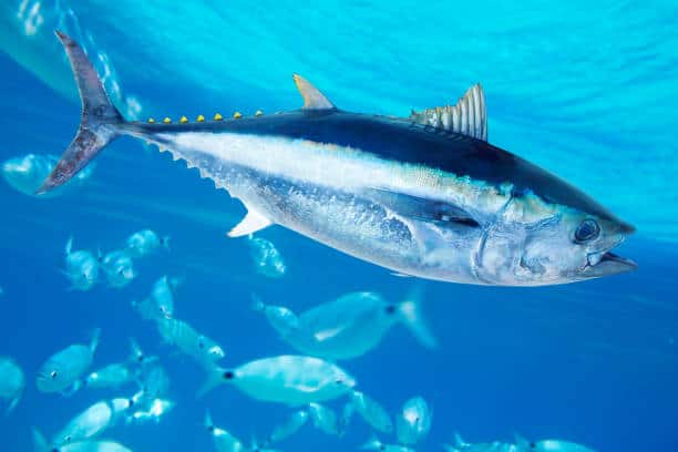 bluefin tuna price