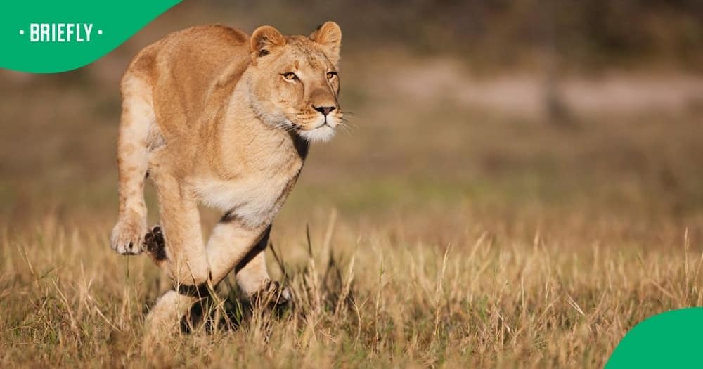 A game farm worker in the Free State died after a lioness mauled him