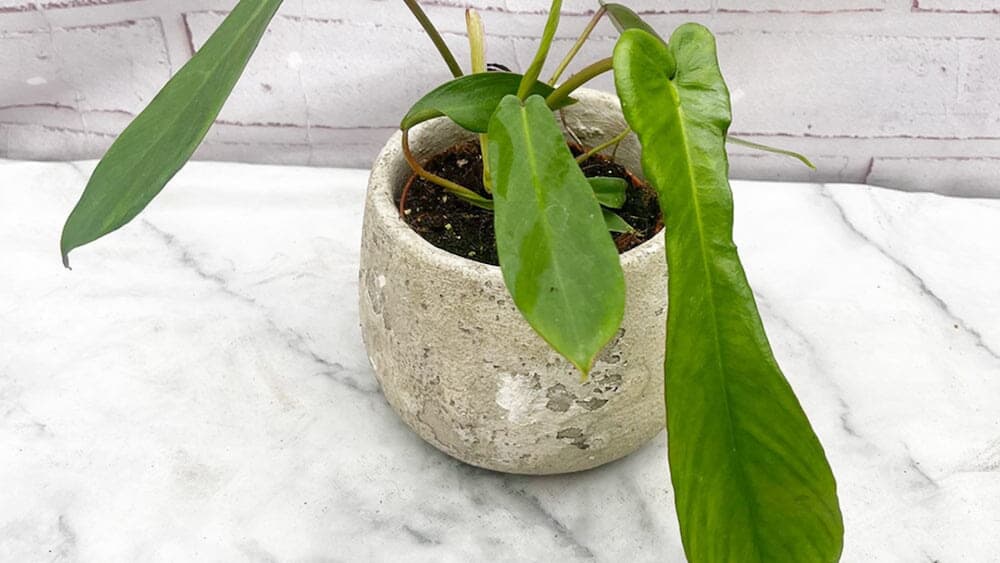 A Philodendron joepii plant in a clay pot