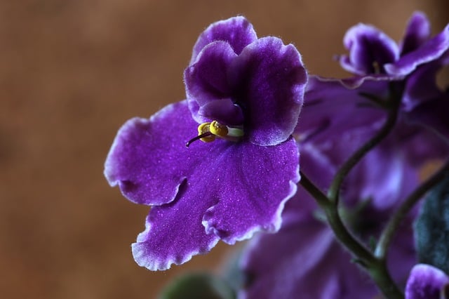 how often do you water an african violet?