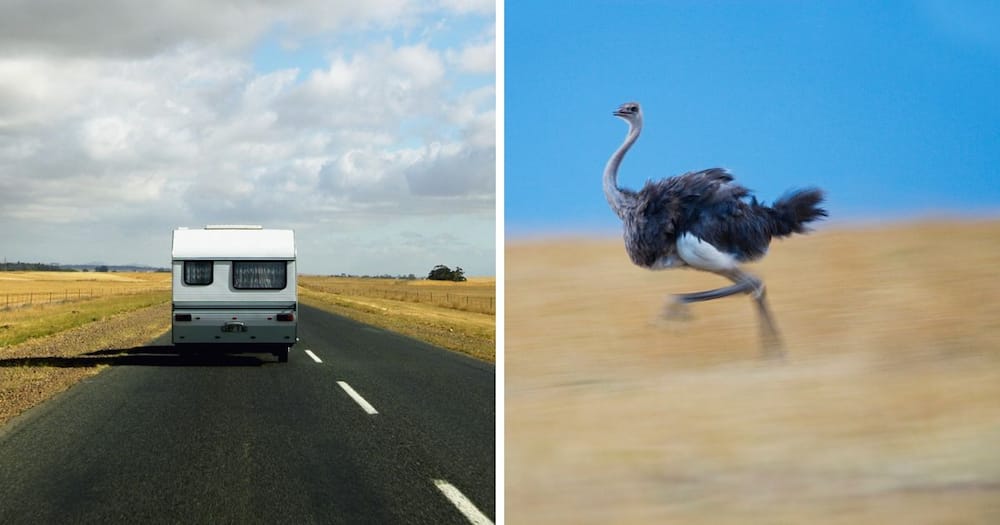 ostrich running, caravan on highway