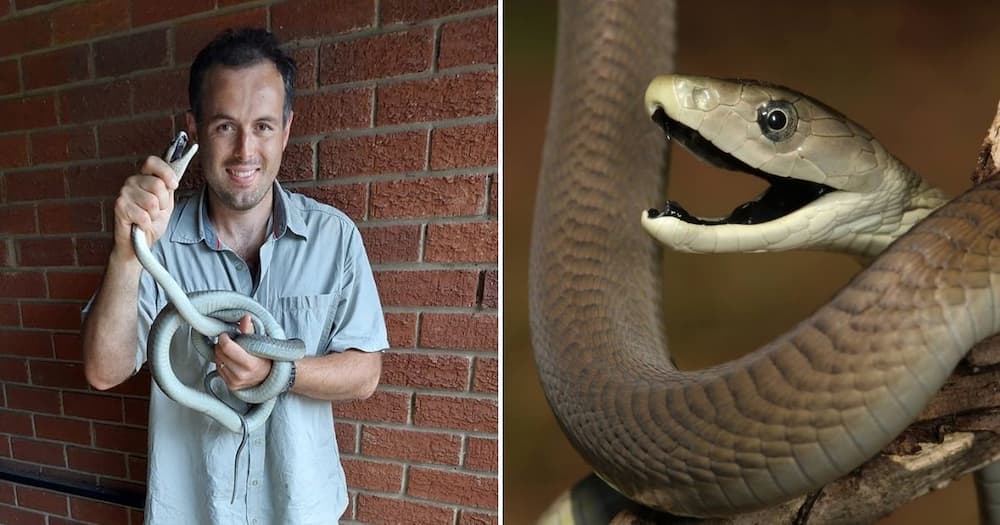 Nick Evans, snake rescuer, Westville, Durban, KwaZulu-Natal, KZN, black mamba, 2.6m snake, viral news, trending posts