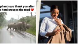 Elephant stops to say 'thank you' after cars allowed entire herd to cross the road in video