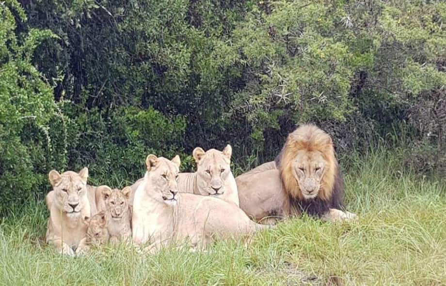 Real or fake: Did lions eat 3 suspected Rhino poachers in SA?