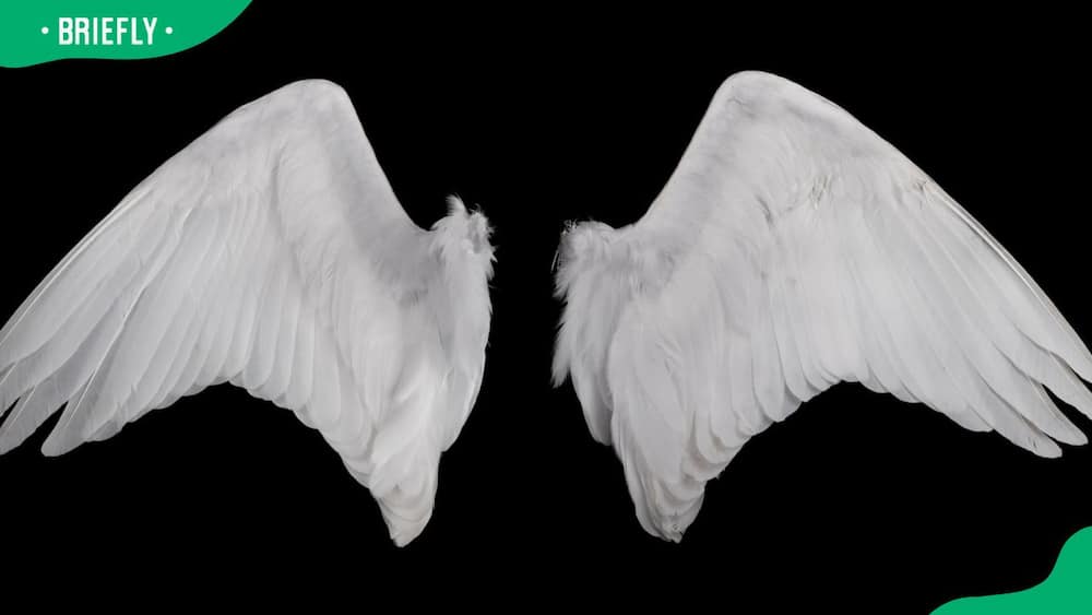 White angel wings on a black background