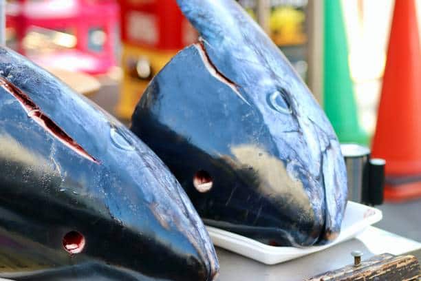 blue tuna price