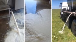 KZN farmer throws out 12K litres of spoiled milk due to loadshedding, Mzansi says “he is wasting food”