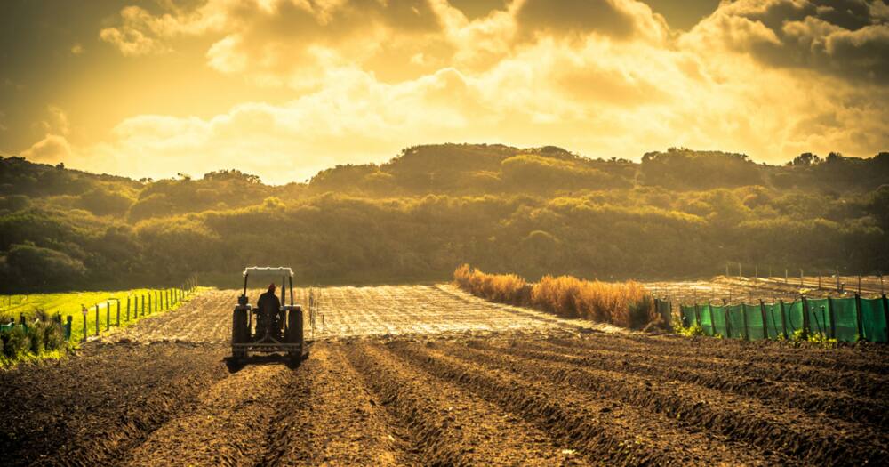 Tea farm, Limpopo, government, farming, R104 million, loss, skills, land expropriation