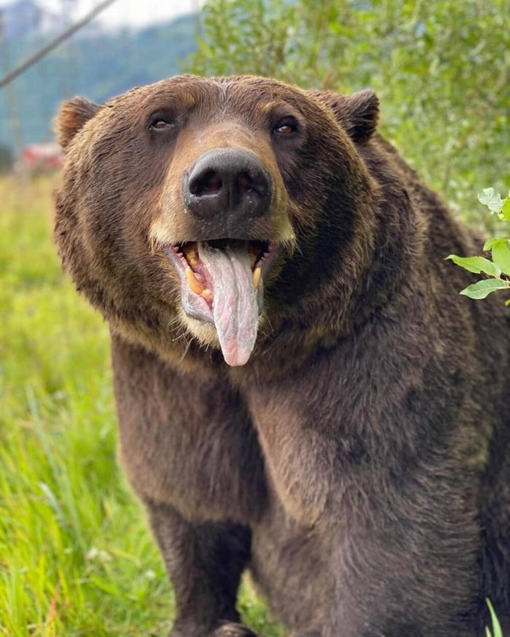 World's most dangerous animals in the world | Top 25 list World's most dangerous animals in the world | Top 25 list