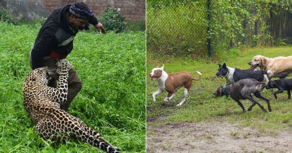 Five dogs protect man