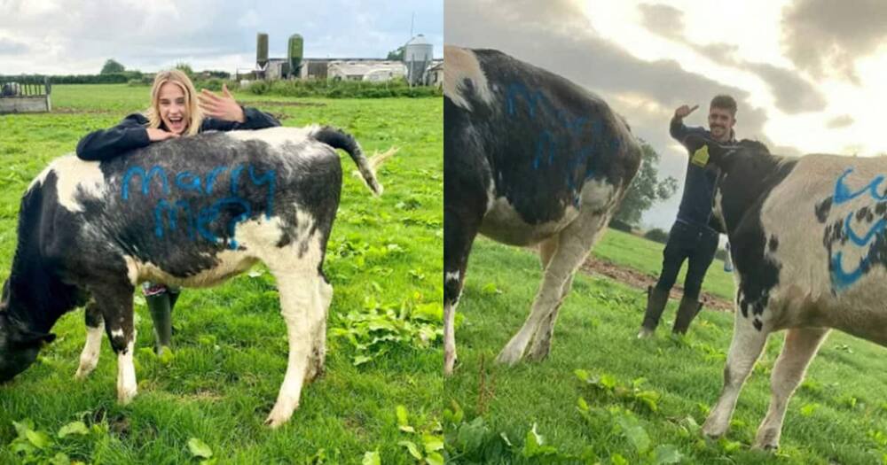 Lewis White proposed to his girlfriend using cows. Lewis White proposed to his girlfriend using cows.