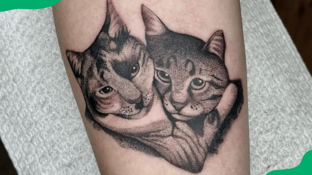 Two hugging cats