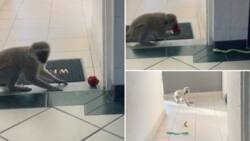 "I need to try this": Creative apple trick with toy snake scares sneaky monkey out of house
