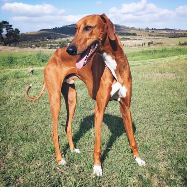 What is the tallest dog in the world 2020?