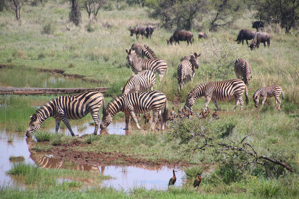 The Pretoria Zoo fees The Pretoria Zoo fees