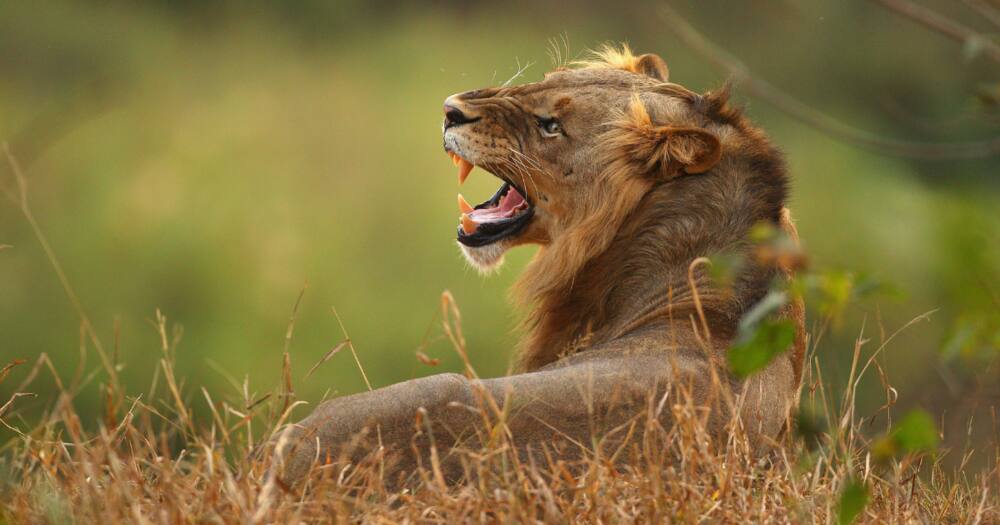 2 people arrested, tried to sell lion head, traditional healer, R350k, north west