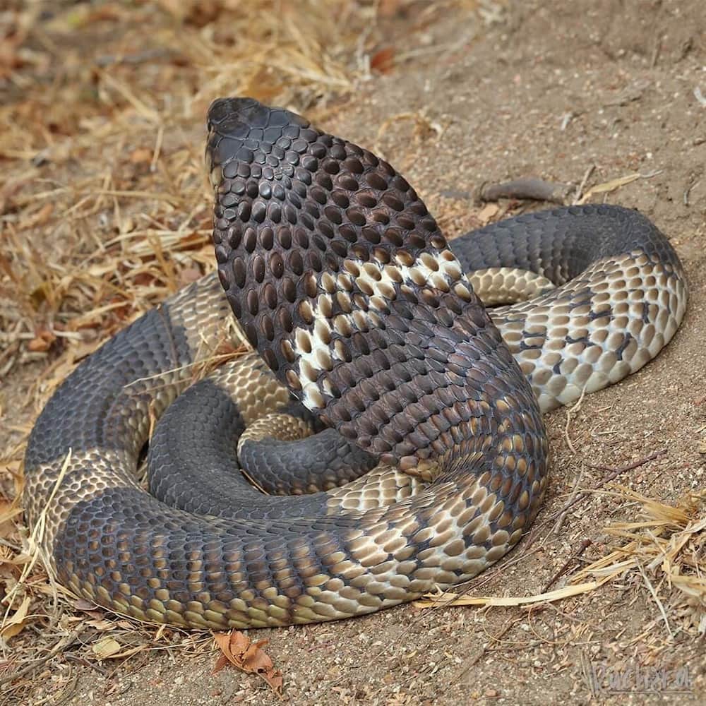 Snouted Cobra