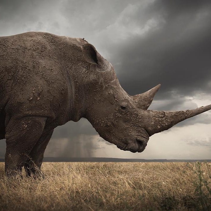 Top 20 extinct and endangered animals in South Africa with images