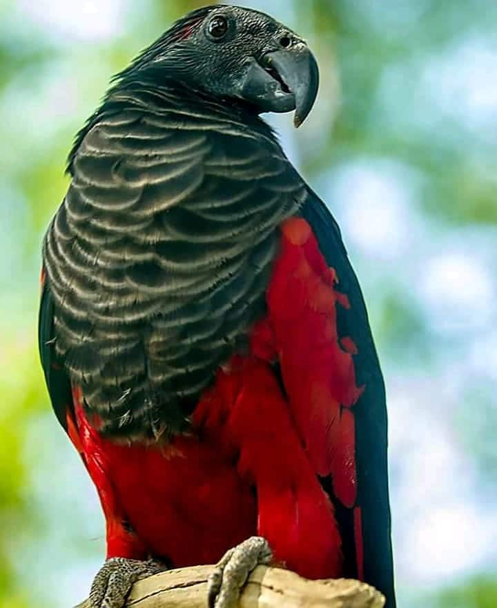 Dracula parrot flying