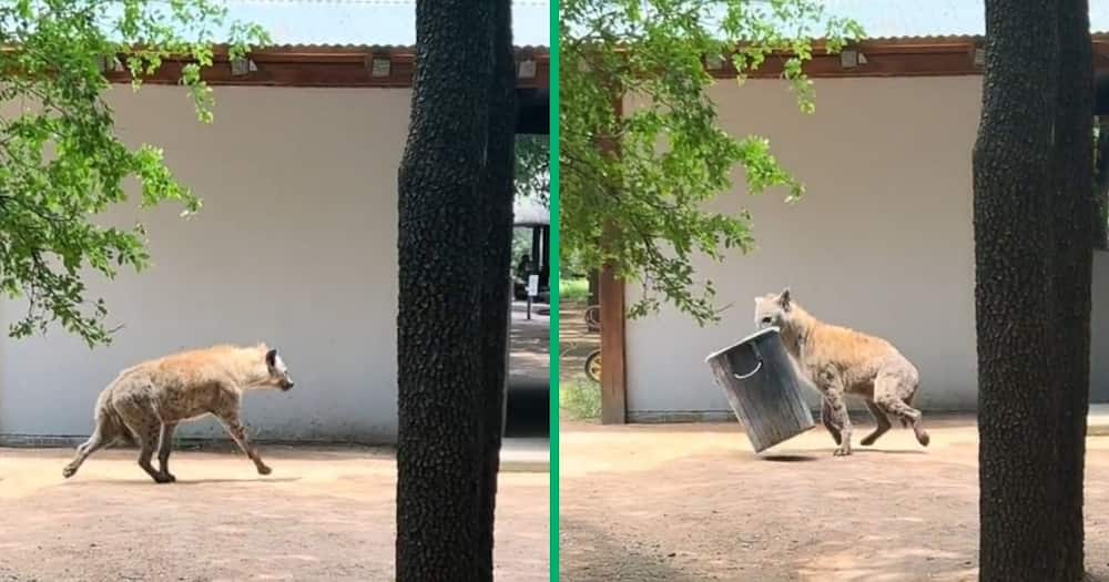 A cunning hyena went viral for stealing a bin