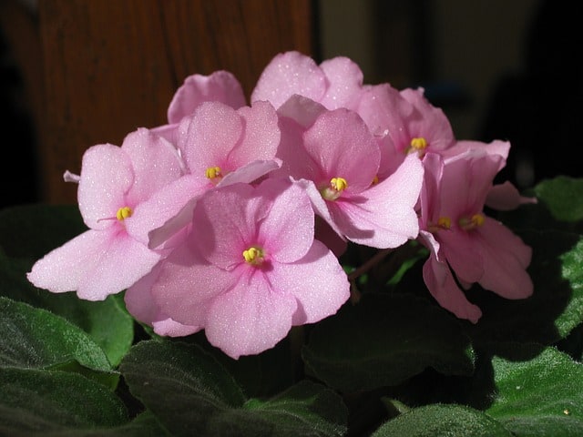 How to care for African violets - Briefly.co.za