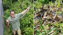 Nick Evans spots 4 massive Southern African Pythons at KZN study site, gives Mzansi the heebie-jeebies
