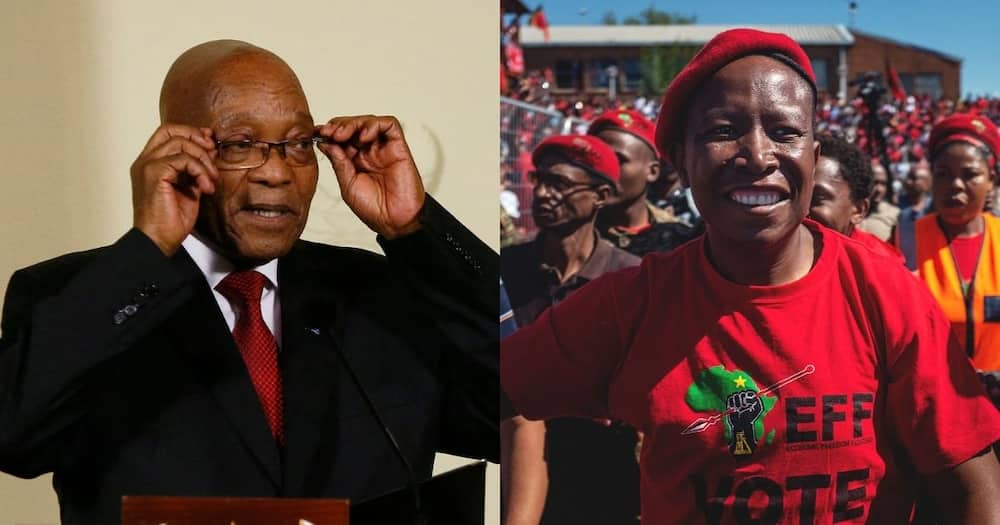 EFF, ANC, Julius Malema, Jacob Zuma, politics, retirement