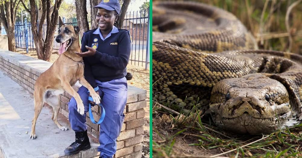 Bina, a Belgian shepherd attached to the SAPS Lephalale K9 unit, died after she was attacked by a python