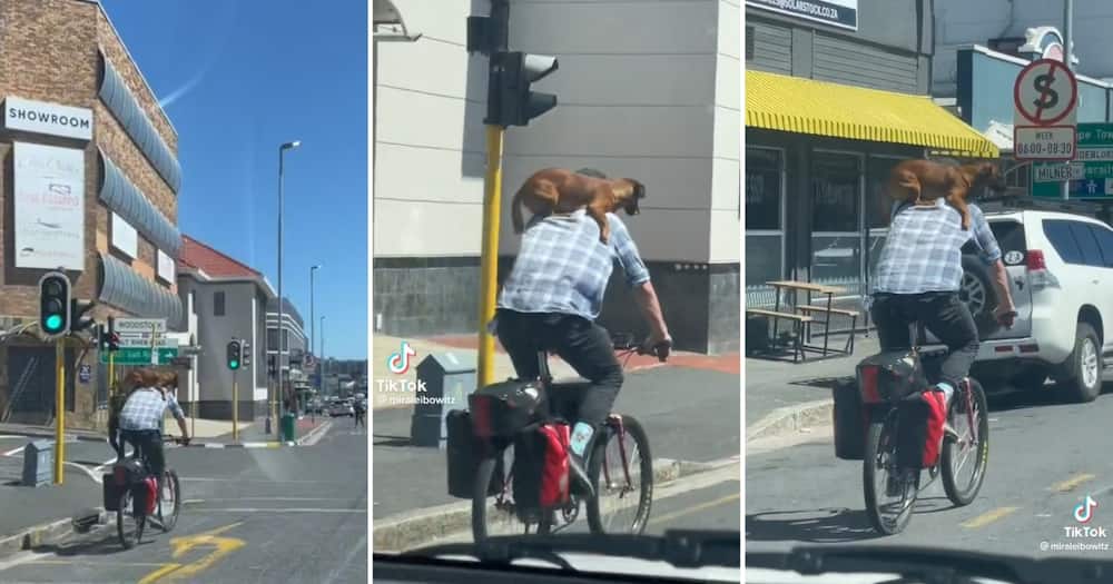 Cape Town man riding his bicycle with his dog