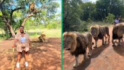 SA woman pays R860 for 45-minute walk with lions at Ukutula Bush in Brits