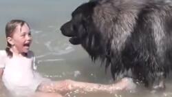 We don't deserve them: Lovely moment dog pulls little girl out of sea, "rescues" her from drowning