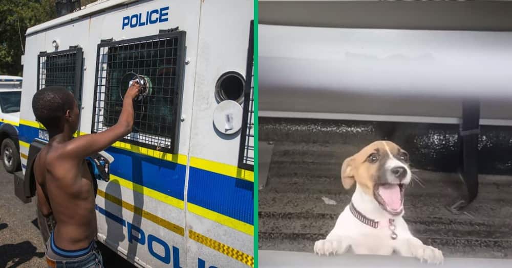Man teases dog in police van