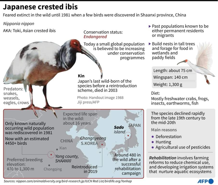 Japanese crested ibis