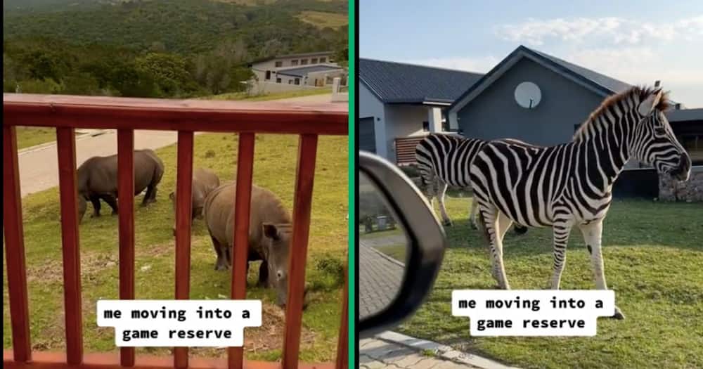 A man moves into a Game Reserve's residential area and has rhinos and zebras as neighbours