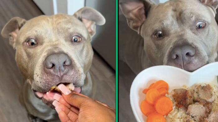 South Africans react to pit bull that was fed lamp chops and veggies: "that dog is living the good life"