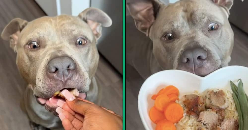 A dog was fed lamb chops, veggies and rice by its owner in a TikTok video
