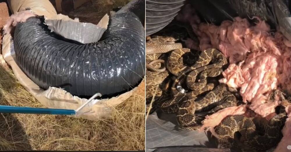 Rattlesnakes, Texas, United States, South Africa